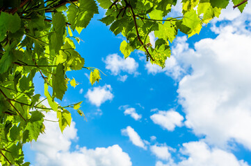 Grape leaves against a bright blue sky with white wallpaper, frame, frame for text