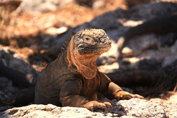 galapagos land iguana