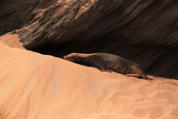 sea lion on sand in the galapagos