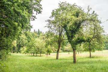 Fototapeta na wymiar Baumgrundstück mit Obstbäumen im Frühjahr