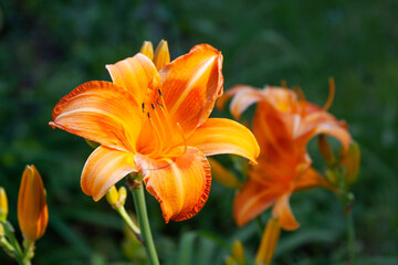 Fototapeta premium orange daylily