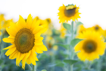 Close up of yellow sunflowers on meadow field