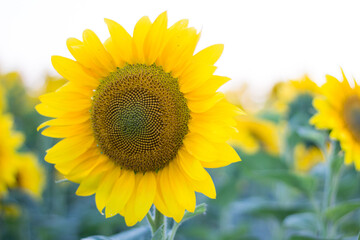 Close up of yellow sunflowers on meadow