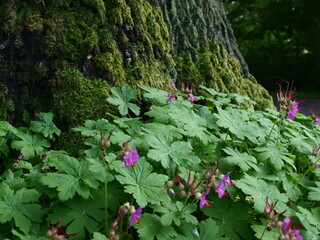 Bodziszek endressa geranium endresii przy pniu starego drzewa