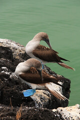 pair of blue footed boobies in Galapagos Islands
