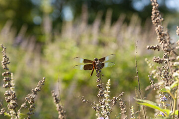 dragonfly on chaste tree