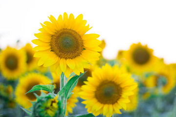 Yellow sunflowers on meadow field