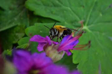 A bee collecting nectar from a flower