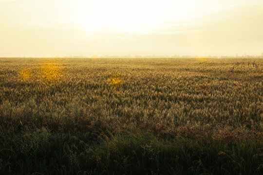 Wheat field. Beautiful summer morning. Summer nature © Atlas