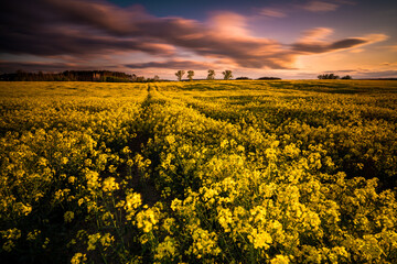 Large colorful clouds over a field of rapeseeds during sunset. Beuatiful landscape with rape field.