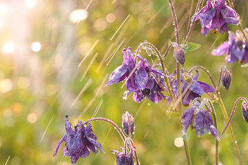 Abstract defocused floral background in pastel colors with soft focus and bokeh and rain. Screen...