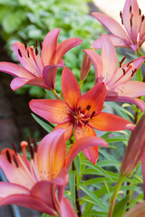 Fototapeta premium asiatic lily