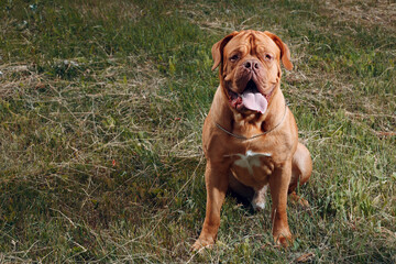 Portrait Dogue de Bordeaux. Dog mastiff pet.
