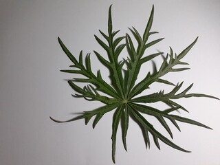 Obraz premium vector illustration of a plant