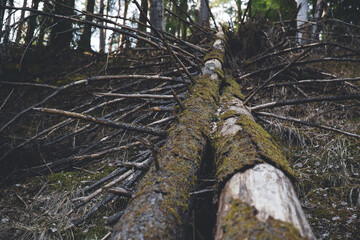 Old fallen spruce tree with dry branch and moss on a tree trunk