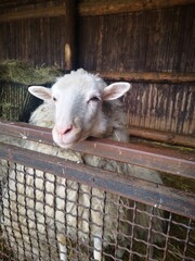 goat on the farm © Ewa