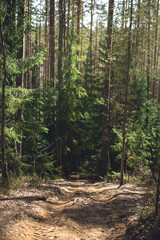 Sunny summer day in the forest with pine trees, spruse and green grass. forest road