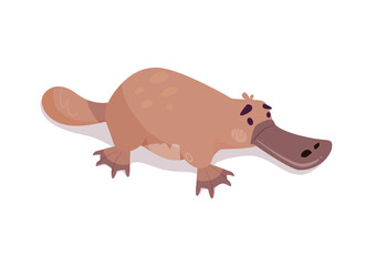 Platypus vector, aquatic mammal animal. Funny beast from Australian series. Fluffy animal in cartoon style isolated on white background. Illustrations for children's books, encyclopedias, posters