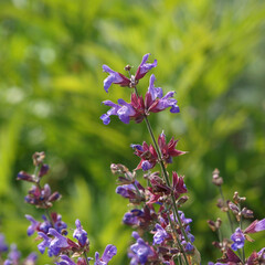 Echter Salbei, Salvia officinalis
