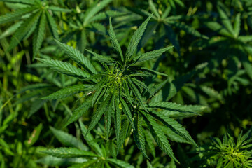 Young wild cannabis bushes