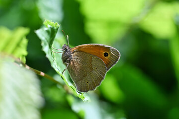 Makro von einem Schmetterling (Falter) auf einem grünen Buchenblatt sitzend