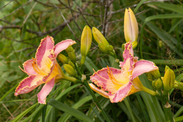 Fototapeta premium pink daylily