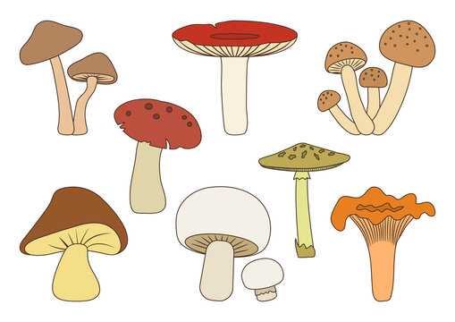 Cartoon different mushrooms isolated on white background. Vector illustration