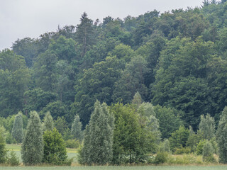 Wiederaufforstung im Mischwald