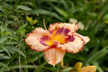 Fototapeta premium orange daylily