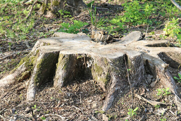 Fototapeta premium deforestation