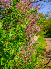 Fototapeta na wymiar Flowering lilac shrub on the side of the pathway with a stone wall
