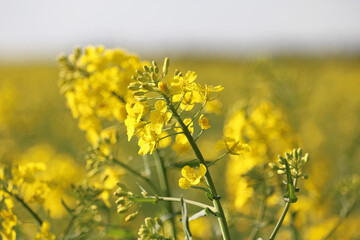 rapeseed fields	