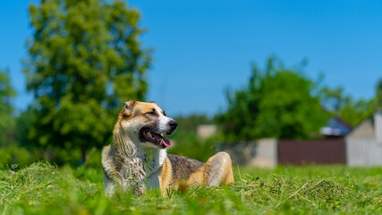 A dog of the Alabai breed is resting on a green lawn on a Sunny day. The dog is lying on the grass in the countryside
