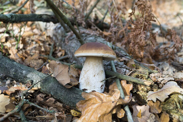 Wild mushroom (Boletus) growing in natural forest in autumn. Selective focus.