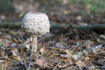 Wild mushroom (the parasol mushroom) growing in natural forest in autumn. Selective focus.