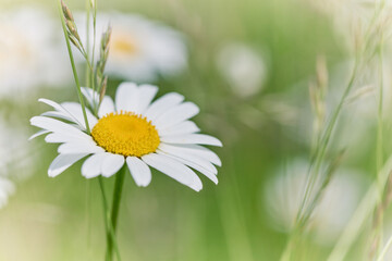 Nature background with wild flowers camomiles. Soft focus. Close up.