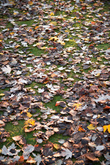 Autumn soil with colored leaves