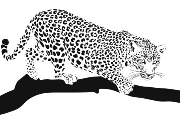 leopard on a branch black and white drawing logo © Serhii