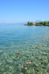 Am Seeufer des Gardasees in Italien - Enten schwimmen im glasklaren Wasser 