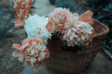basket of beautiful peonies soaked in the rain in the garden