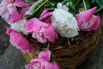 basket of beautiful peonies soaked in the rain in the garden