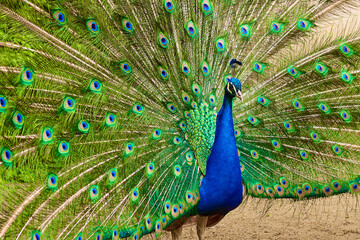 Obraz premium A male peacock with a long green tail feathers in the garden.