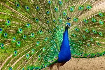 Fotobehang A male peacock with a long green tail feathers in the garden. © vladim_ka