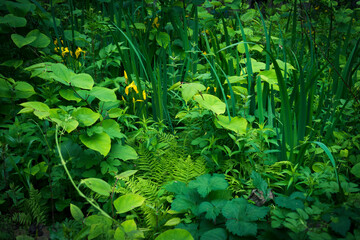swamp plants and flowers