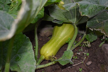 Obraz premium zapallo