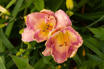 Fototapeta premium ruffle lily