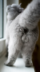 rear view of a not neutered british shorthair breeding cat with fluffy testicles on window sill