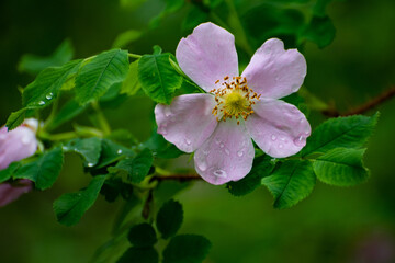 Pink Rosa blanda/Smooth Wild Rose