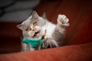 british shorthair cat playing with feather toy on red sofa