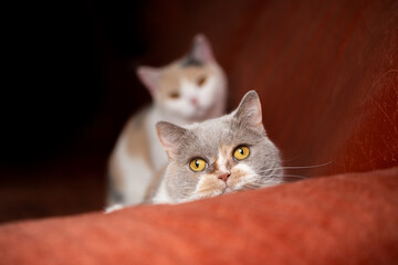 two playful british shorthair cats on red sofa looking at camera curiously